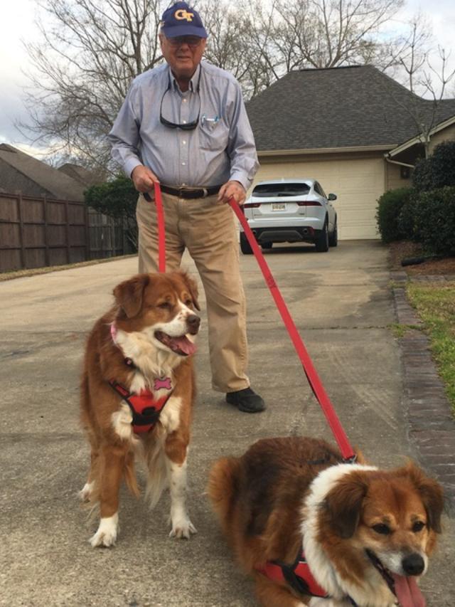 Older man with two golden retriever mixes on leashes