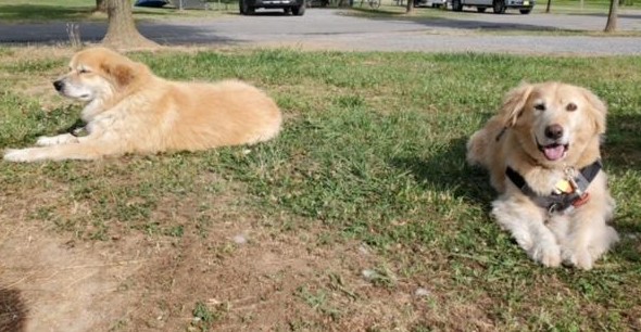 Two fluffy golden retrievers laying down in the grass out in the sun