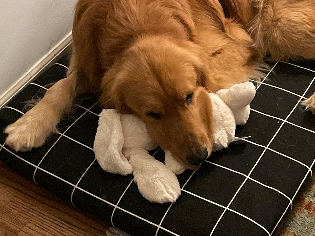 Golden retriever laying on dog bed with toy in its mouth