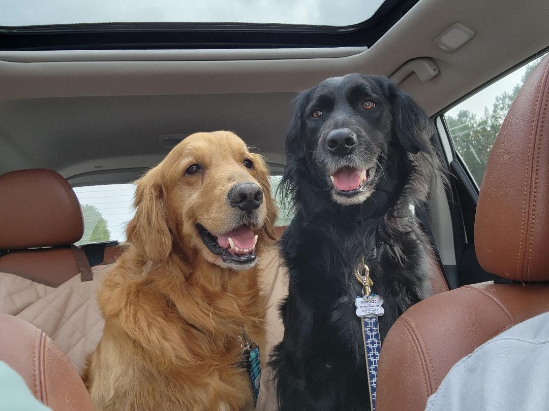 Two golden retrievers sitting in the back of a car