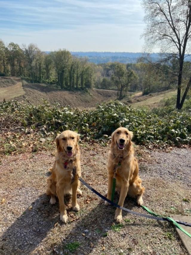 Two golden retrievers on leashes outside