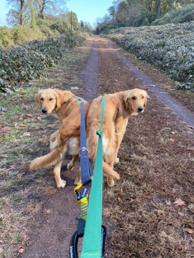 Two golden retrievers on leashes outside on a dirt path