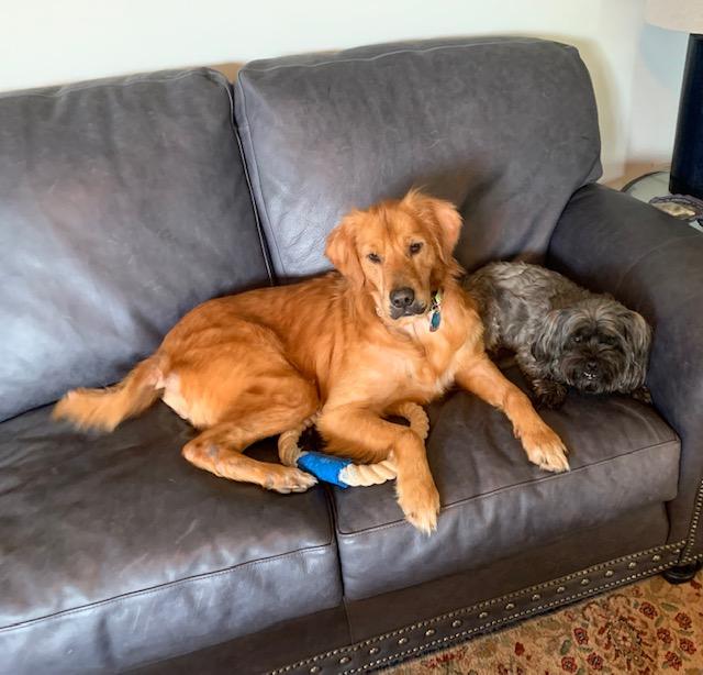 Two dogs laying on a grey couch next to each other