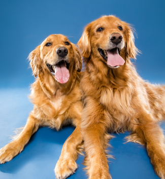 Two golden retrievers laying down with their tongues out