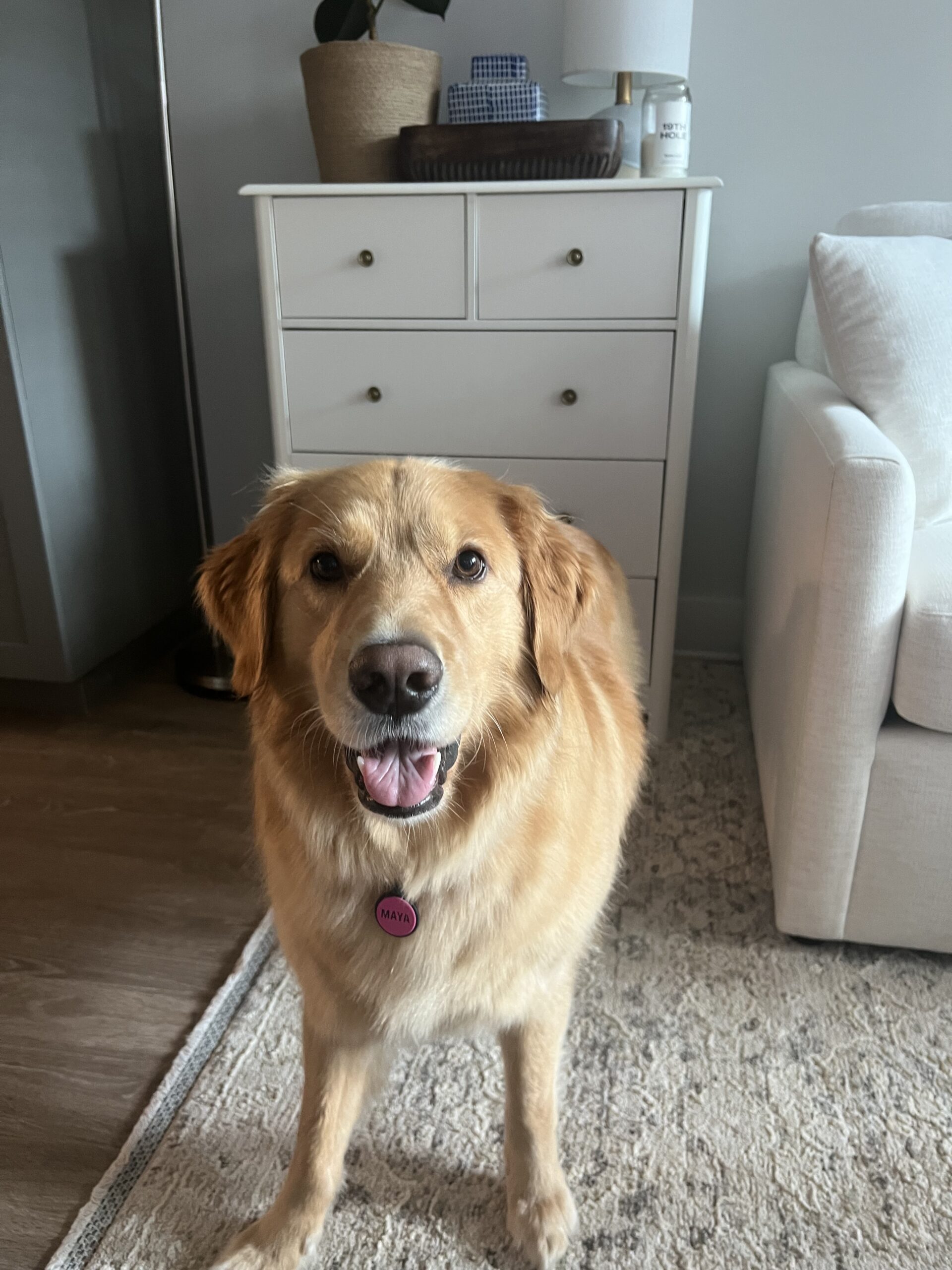Maya